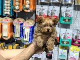 Vonalpet Garanti̇si̇yle Mükemmel Kali̇tede Yorkshi̇re Terri̇er   Yavrularimiz