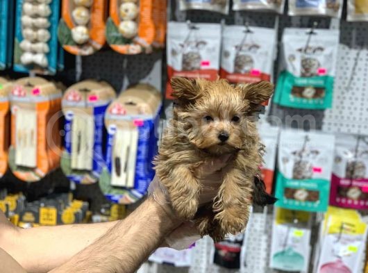 Vonalpet Garanti̇si̇yle Mükemmel Kali̇tede Yorkshi̇re Terri̇er   Yavrularimiz görsel