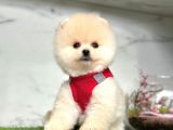 Safkan pomeranian boo yavrularımız