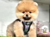 Safkan Pomeranian Boo Yavrularımız