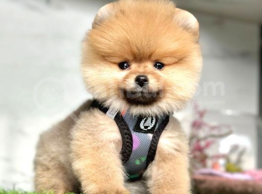 Safkan Pomeranian Boo Yavrularımız görsel