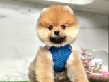 Safkan Pomeranian Boo Yavrularımız