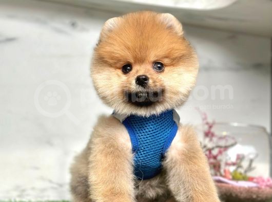 Safkan Pomeranian Boo Yavrularımız görsel