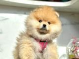 Safkan Pomeranian Boo Yavrularımız
