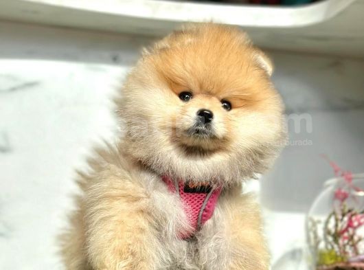 Safkan Pomeranian Boo Yavrularımız görsel
