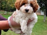 Vonalpet Garanti̇si̇yle Mükemmel Kali̇tede Malti̇poo  Yavrularimiz