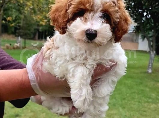 Vonalpet Garanti̇si̇yle Mükemmel Kali̇tede Malti̇poo  Yavrularimiz görsel