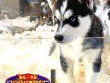 VONALPET GARANTİSİYLE MÜKEMMEL KALİTEDE SİBİRYA KURDU (HUSKY)YAVRULARIMIZ