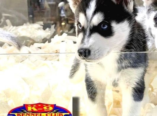 Vonalpet Garanti̇si̇yle Mükemmel Kali̇tede Si̇bi̇rya Kurdu (Husky)Yavrularimiz