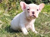 Vonalpet Garanti̇si̇yle Mükemmel Kali̇tede French Bulldog Yavrularimiz