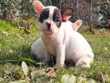 VONALPET GARANTİSİYLE MÜKEMMEL KALİTEDE FRENCH BULLDOG YAVRULARIMIZ