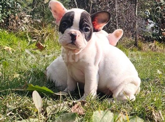 Vonalpet Garanti̇si̇yle Mükemmel Kali̇tede French Bulldog Yavrularimiz