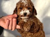 Safkan Mini Poodle Yavrularimiz