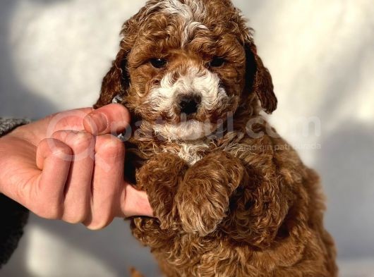 Safkan Mini Poodle Yavrularimiz