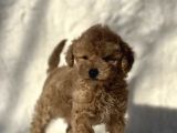 Safkan Mini Poodle Yavrularimiz
