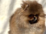 Muhteşem Guzellikte Pomeranian Boo Bebeklerimiz