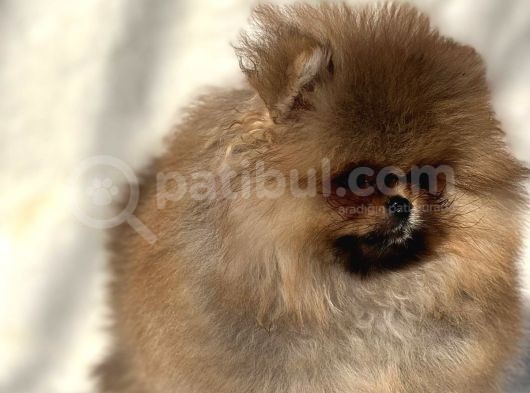 Muhteşem Guzellikte Pomeranian Boo Bebeklerimiz görsel