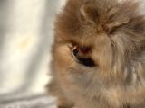 Muhteşem Guzellikte Pomeranian Boo Bebeklerimiz