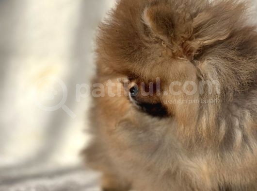 Muhteşem Guzellikte Pomeranian Boo Bebeklerimiz görsel