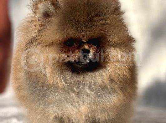 Muhteşem Guzellikte Pomeranian Boo Bebeklerimiz
