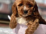 Muhteşem Guzellikte Maltipoo bebeklerimiz