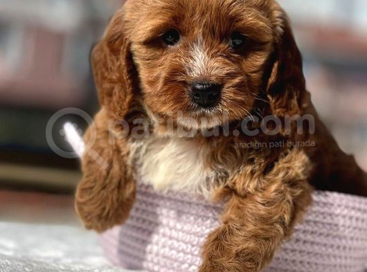 Muhteşem Guzellikte Maltipoo Bebeklerimiz
