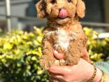 Muhteşem Guzellikte Maltipoo Bebeklerimiz