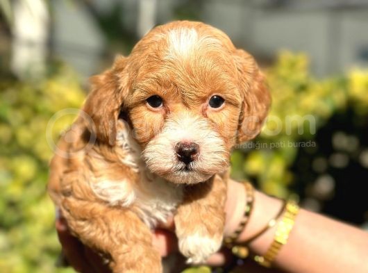 Muhteşem Guzellikte Maltipoo Bebeklerimiz görsel