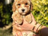 Muhteşem Guzellikte Maltipoo Bebeklerimiz