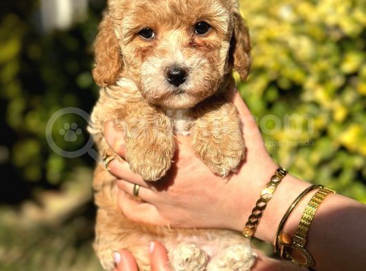 Muhteşem Guzellikte Maltipoo Bebeklerimiz görsel