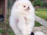 VONALPET GARANTİSİYLE MÜKEMMEL KALİTEDE POMERİAN BOO YAVRULARIMIZ