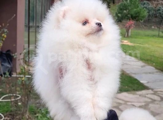 Vonalpet Garanti̇si̇yle Mükemmel Kali̇tede Pomeri̇an Boo Yavrularimiz