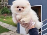 Vonalpet Garanti̇si̇yle Mükemmel Kali̇tede Pomeri̇an Boo Yavrularimiz