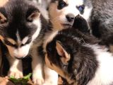 Vonalpet Garanti̇si̇yle Mükemmel Kali̇tede Si̇bi̇rya Kurdu (Husky)Yavrularimiz