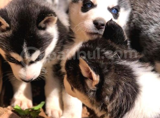 Vonalpet Garanti̇si̇yle Mükemmel Kali̇tede Si̇bi̇rya Kurdu (Husky)Yavrularimiz görsel