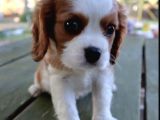 VONALPET GARANTİSİYLE MÜKEMMEL KALİTEDE CAVALİER KİNG CHARLES  YAVRULARIMIZ