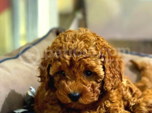 VONALPET GARANTİSİYLE MÜKEMMEL KALİTEDE POODLE YAVRULARIMIZ