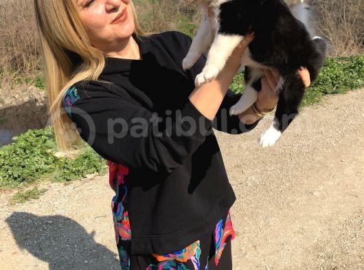 Oyuncu Zeki Mükemnel Border Collie Yavrularımız görsel
