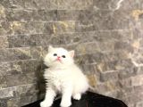 Sevi̇mli̇ Bebeği̇mi̇z Bri̇ti̇sh Longhai̇r Yavrular