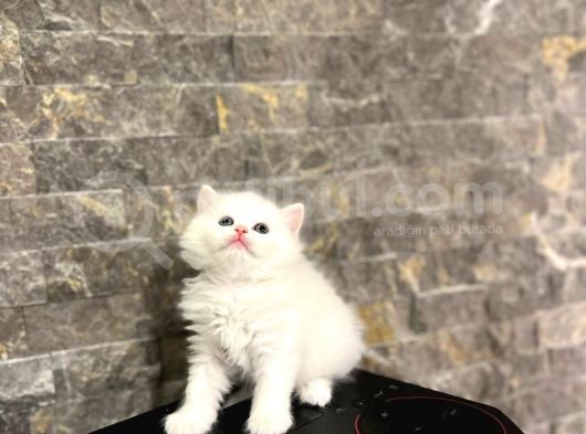 Sevi̇mli̇ Bebeği̇mi̇z Bri̇ti̇sh Longhai̇r Yavrular görsel