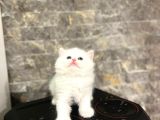 Sevi̇mli̇ Bebeği̇mi̇z Bri̇ti̇sh Longhai̇r Yavrular