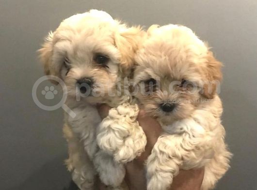 Antialerjik Tüy Dökmeyen Maltipoo Yavrular