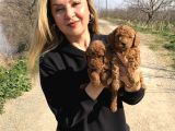 Irk Garantili Harika Toy Poodle Yavrularımız