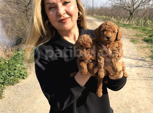 Irk Garantili Harika Toy Poodle Yavrularımız görsel