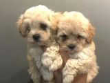 Antialerjik Tüy Dökmeyen Maltipoo Yavrular
