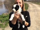 Oyuncu Zeki Mükemnel Border Collie Yavrularımız