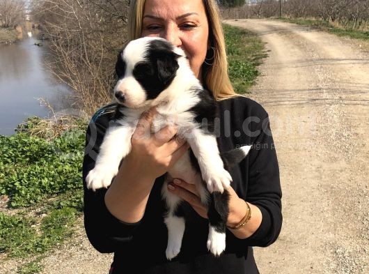 Oyuncu Zeki Mükemnel Border Collie Yavrularımız görsel