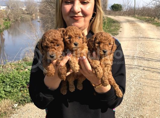 Muhteşem Irk Garantili Toy Poodle Yavrularımız görsel