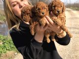 Muhteşem Irk Garantili Toy Poodle Yavrularımız