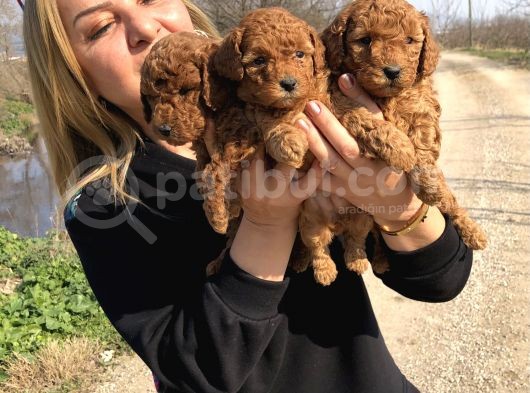 Muhteşem Irk Garantili Toy Poodle Yavrularımız görsel